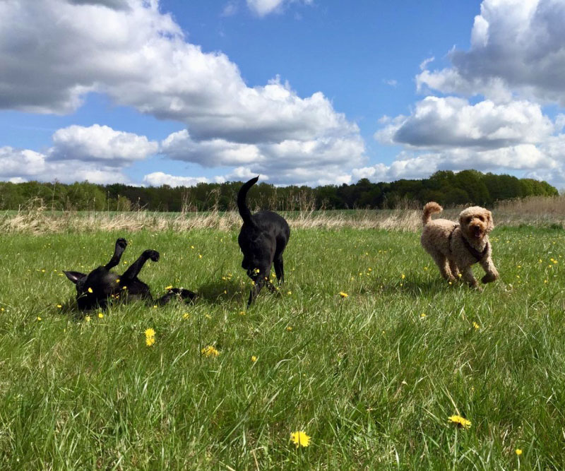 Hundeauslaufservice Berlin Mitte, Pankow, Prenzlauer Berg, Niederschönhausen und Friedrichshain