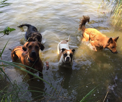 Dogwalker Berlin Mitte, Pankow, Prenzlauer Berg, Niederschönhausen und Friedrichshain