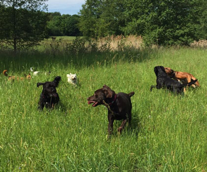 Dogwalker Berlin Mitte, Pankow, Prenzlauer Berg, Niederschönhausen und Friedrichshain