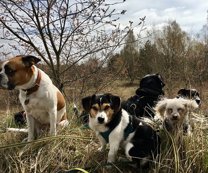 Dogwalkerin Berlin Mitte, Pankow, Prenzlauer Berg, Niederschönhausen und Friedrichshain