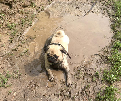 Hundeauslaufservice Berlin Mitte, Pankow, Prenzlauer Berg, Niederschönhausen und Friedrichshain