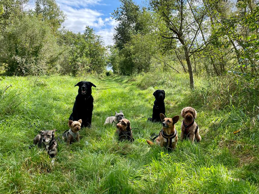 Gassi gehen mit Hunden in Berlin Mitte, Pankow, Prenzlauer Berg, Niederschönhausen und Friedrichshain
