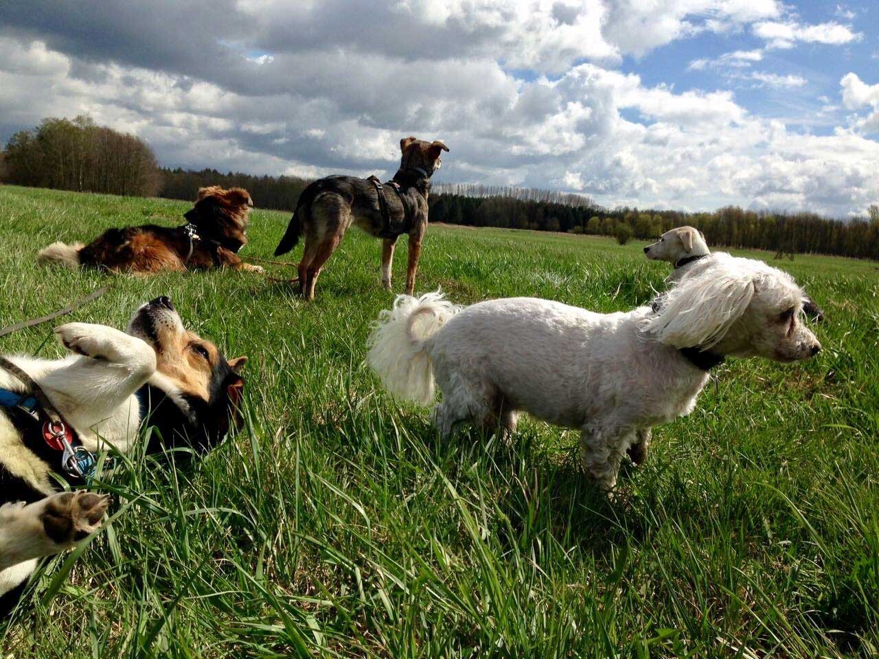 Hundeauslaufservice in Berlin Mitte, Pankow, Prenzlauer Berg, Niederschönhausen und Friedrichshain