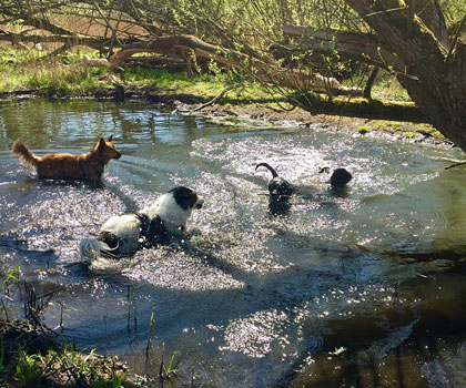 Hundebetreuung im Wald und Flur