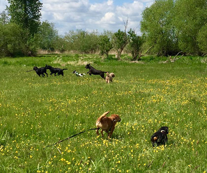 Hundebetreuung im Wald und Flur