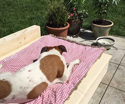 Hundebetreuung rund um die Uhr in meiner Hundepension