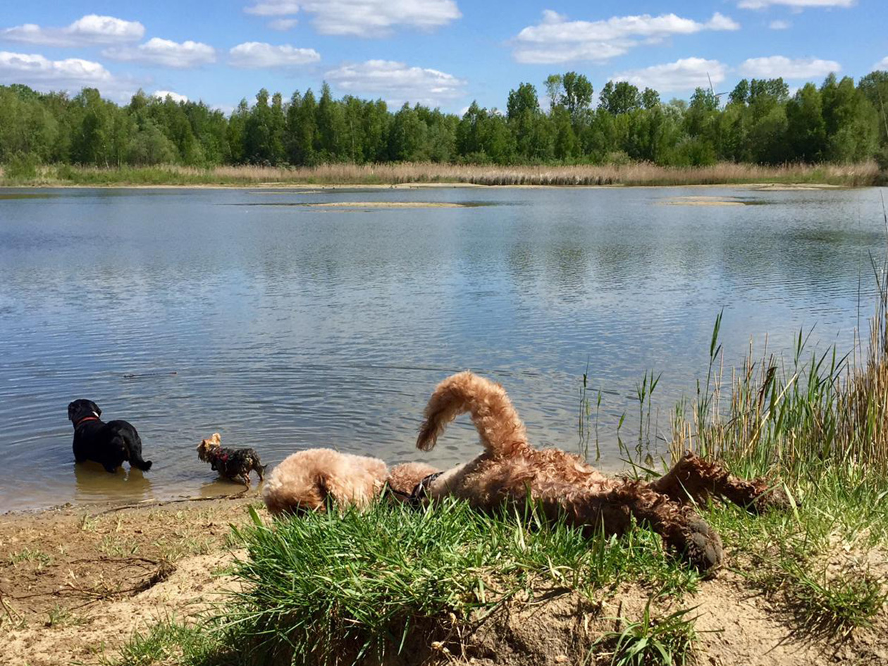 Tägliche Hundebetreuung in Wald und Flur